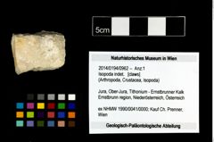 Foto (Objekt + Etikett) von Isopoda indet.  (NHMW-GEO-2014-0194-0962)